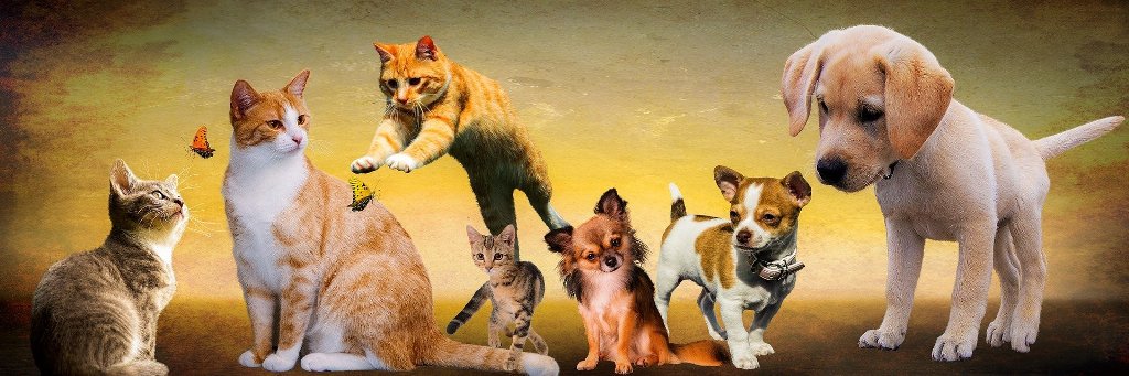 Pansion za pse i mačke Životinjsko carstvo